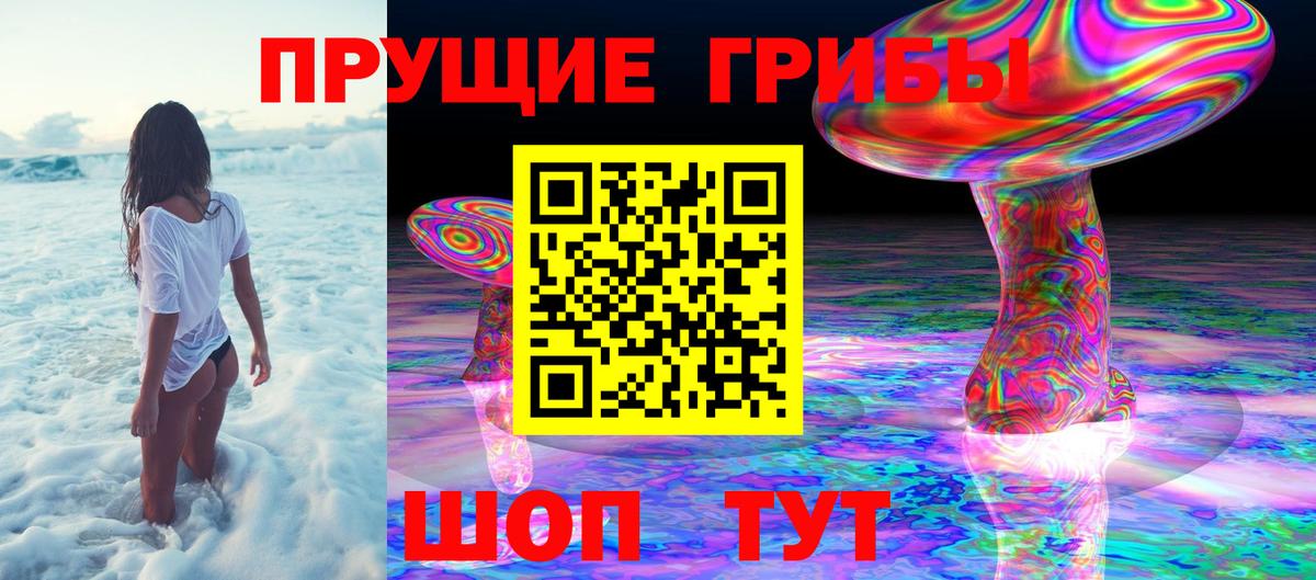 Галлюциногенные грибы Psilocybe Обнинск